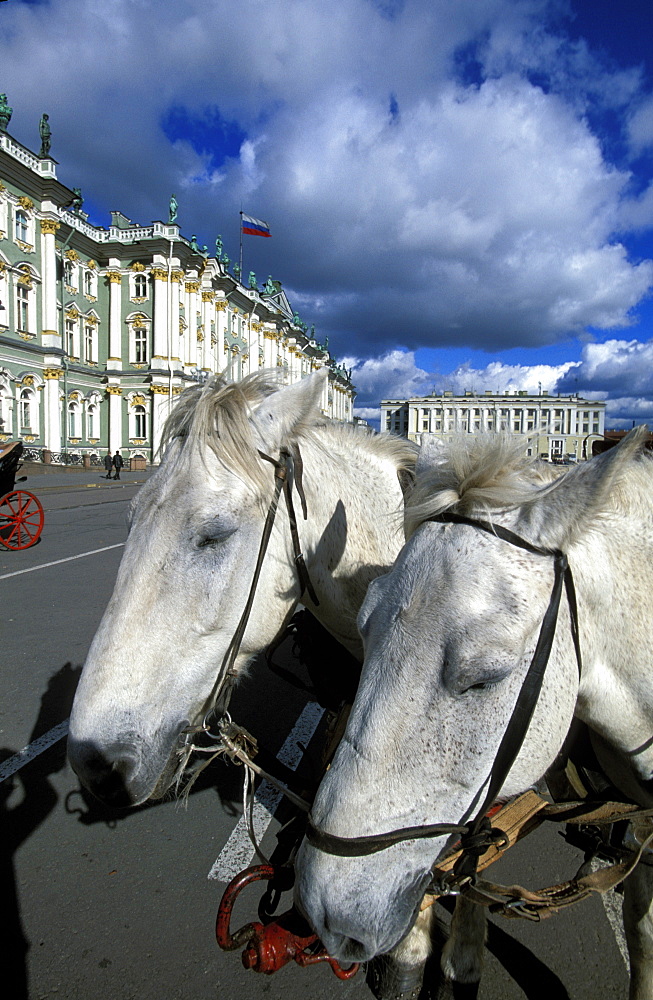 Russia, Saint Petersburg, Hermitage Museum In Winter Palace, Facade On Palace Square And Horses 