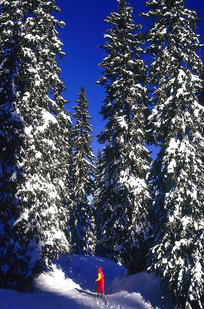 France, Alps In Winter, Haute Savoie, Avoriaz Skier In A Pine Forest 