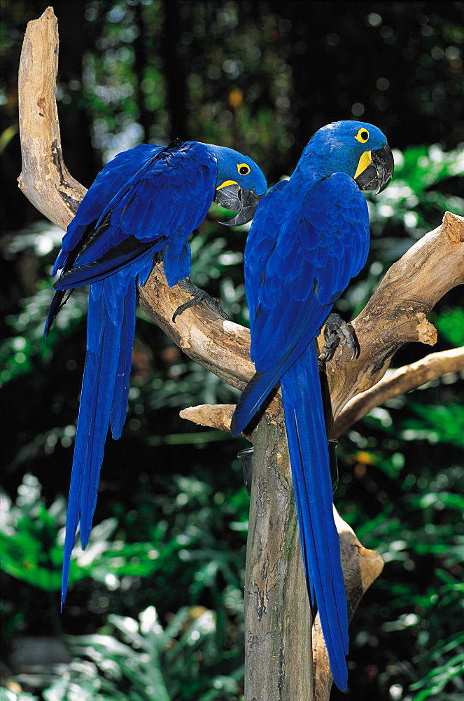 Brazil, Recife. Two Blue Amazonian Parrots