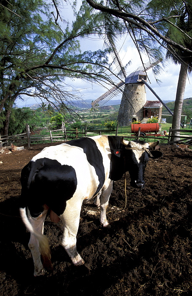 Caribbean, West Indies, Barbados, St Peter Parish, Green Pond, The Morgan Lewis Windmill, Renovated Recently, Cow At Fore