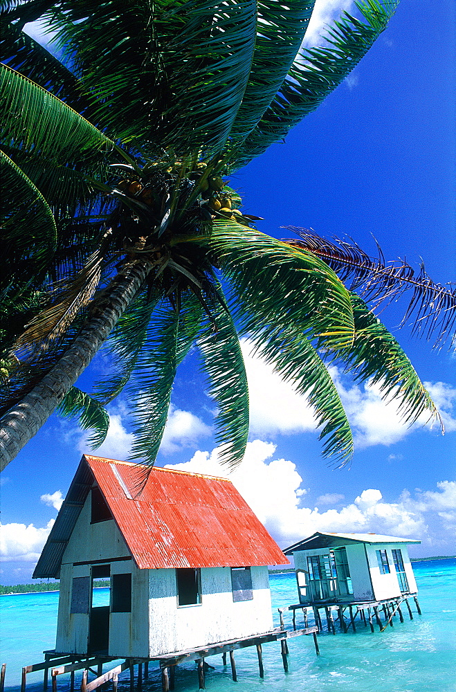 French Polynesia, Tuamotu Archipelago, Takapoto At Oll, Pearl Farm On The Lagoon, Palms At Fore