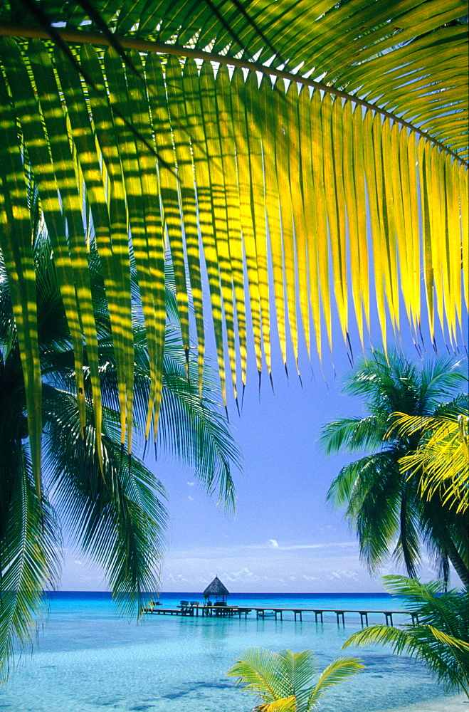 French Polynesia, Tuamotus Archipelago, Rangiroa At Oll, Kia Ora Pier On Lagoon Framed By Coconut Palms