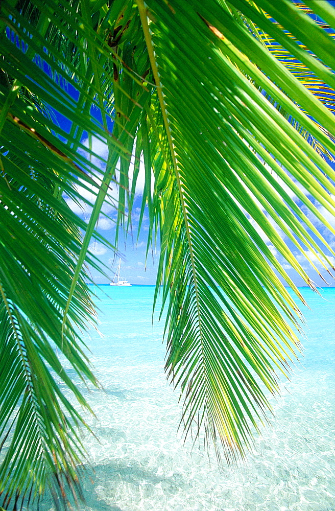 French Polynesia, Tuamotu Archipelago, Rangiroa At Oll, The Lagoon Framed By Coconut Palms