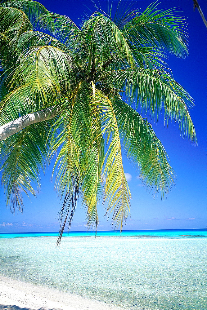 French Polynesia, Tuamotu Archipelago, Rangiroa At Oll, Kia Ora Sauvage Beach And Palm At The Lagoon