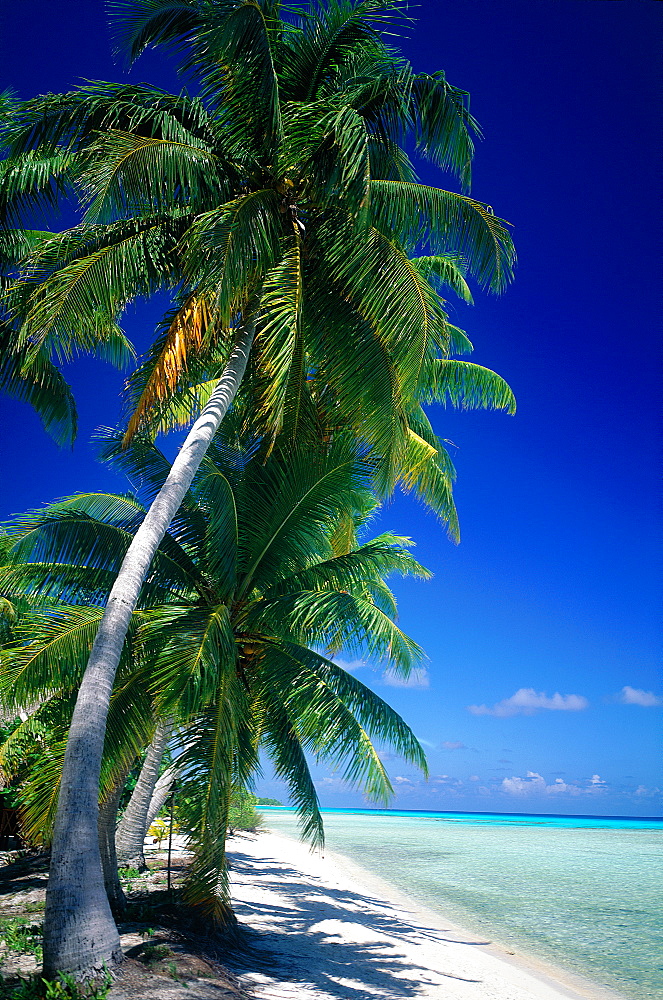 French Polynesia, Tuamotu Archipelago, Rangiroa At Oll, Kia Ora Sauvage Beach And Palm At The Lagoon