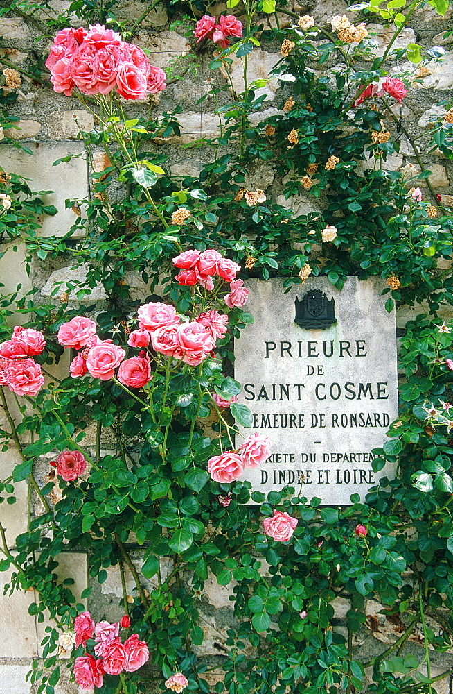 France, To Uraine Val-De-Loire, In Dre-Et-Loire, Saint-Cosme, The Prieure Roses Garden Where French Renaissance Poet Pierre Ronsard Is Buried, 