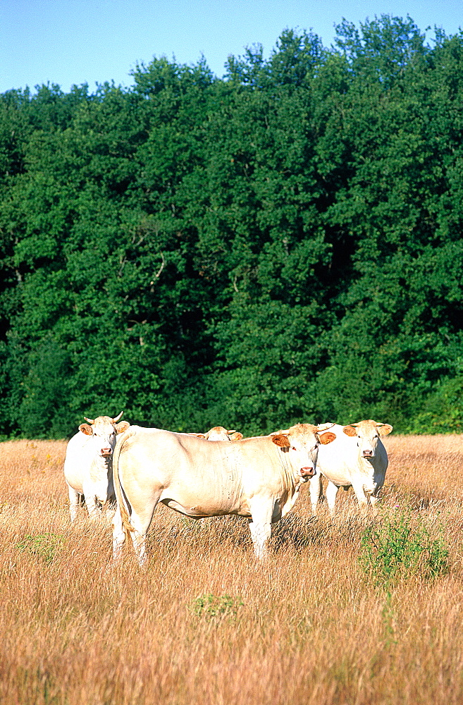 France, To Uraine Val-De-Loire, In Dre-Et-Loire, Cows Grazing