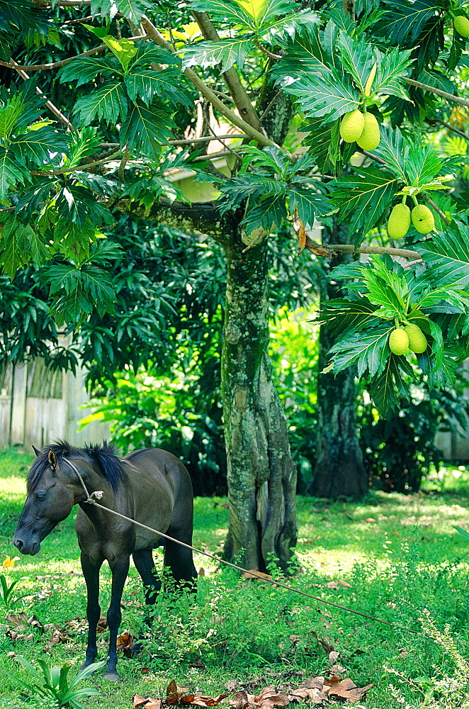 French Polynesia, Marquesas Archipelago, Fatu-Hiva Island, Horse Under A Breadfruit Tree