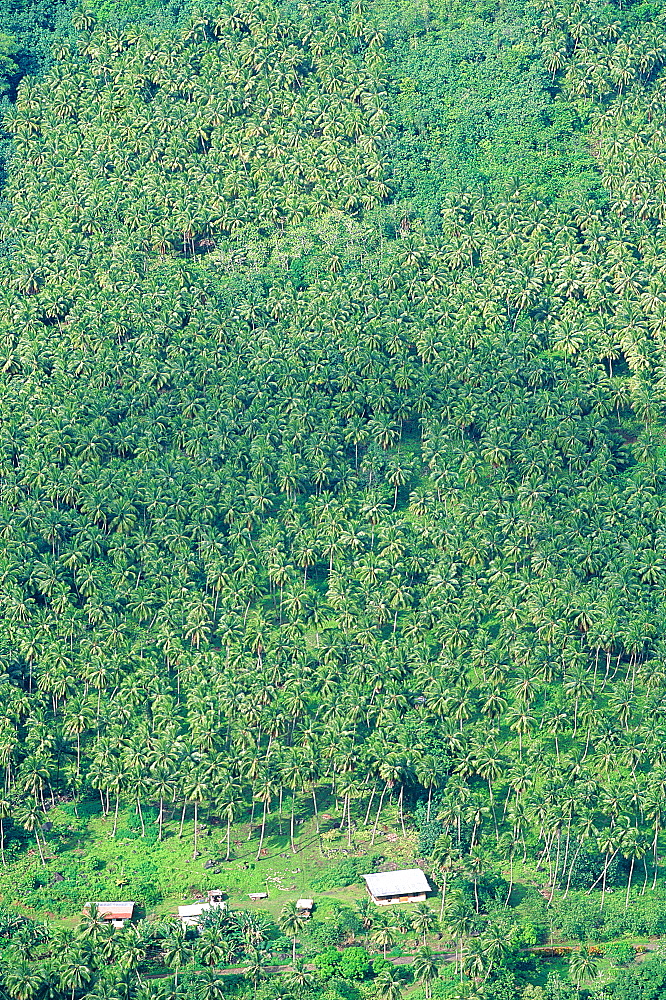 French Polynesia, Marquesas Archipelago, Nuku-Hiva Island, Taipi Vai Valley, Overview On The Palm Plantations