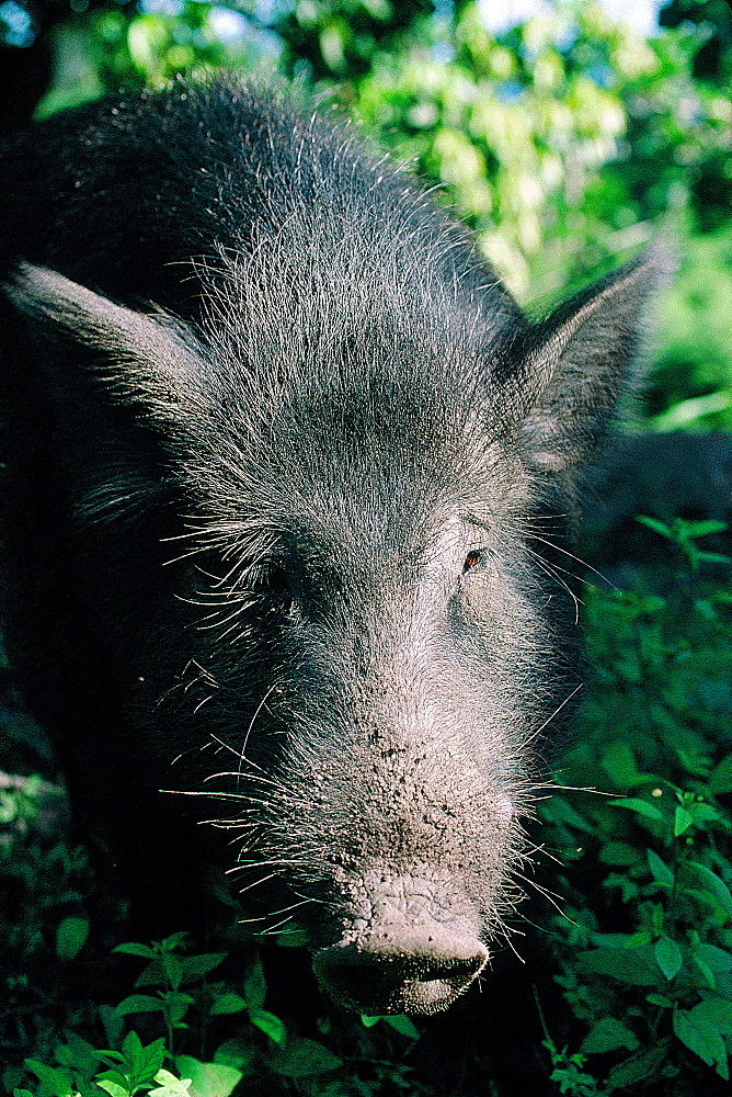 French Polynesia, Marquesas Archipelago, Ua-Pou Island, Local Black Pig Portrait