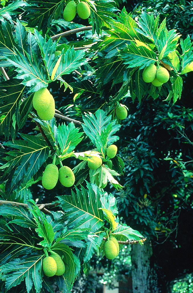 French Polynesia, Marquesas Archipelago, Nuku-Hiva Island, Breadfruit Tree