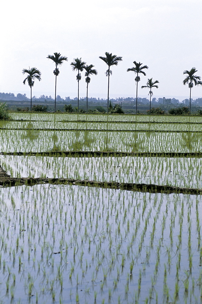 Rice fields, Taitung, Taiwan, Republic of China, Asia