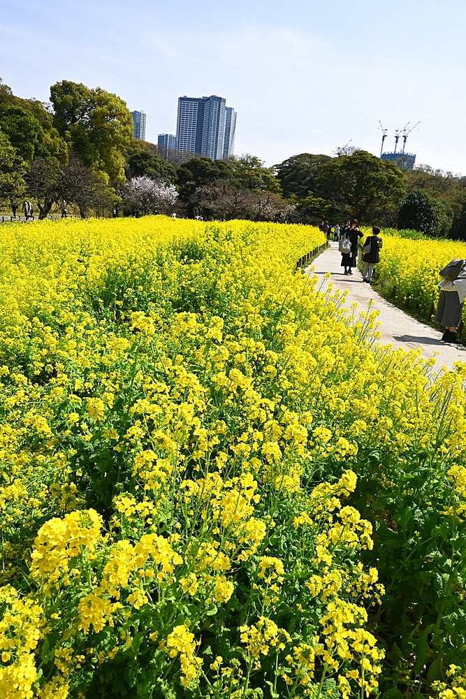 Yellow flowers in Hamarikyu Gardens