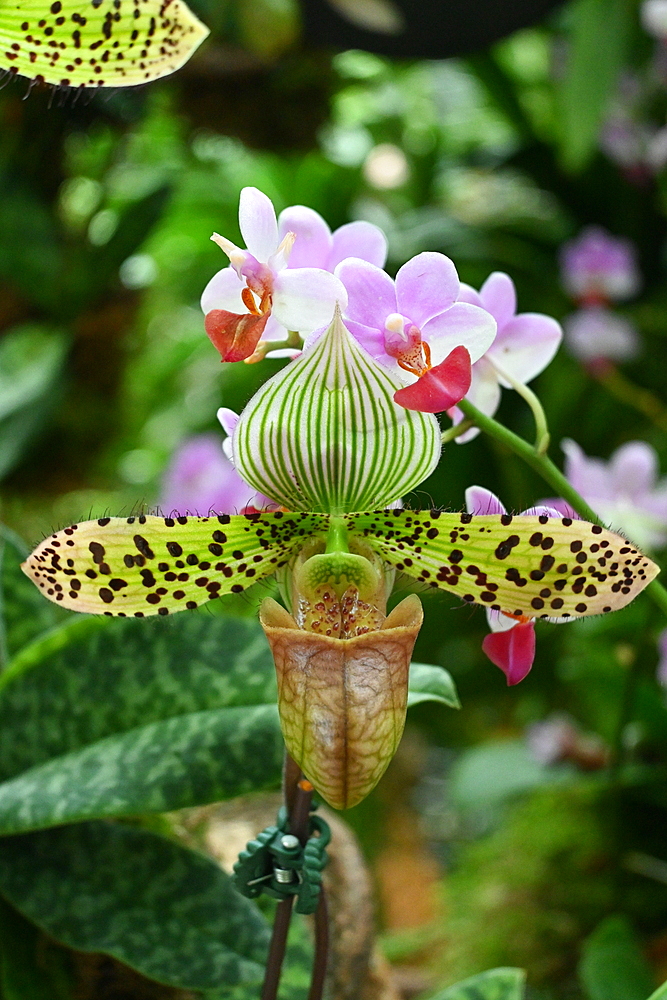 Orchid in Rain Cloud Dome, Gardens by the Bay