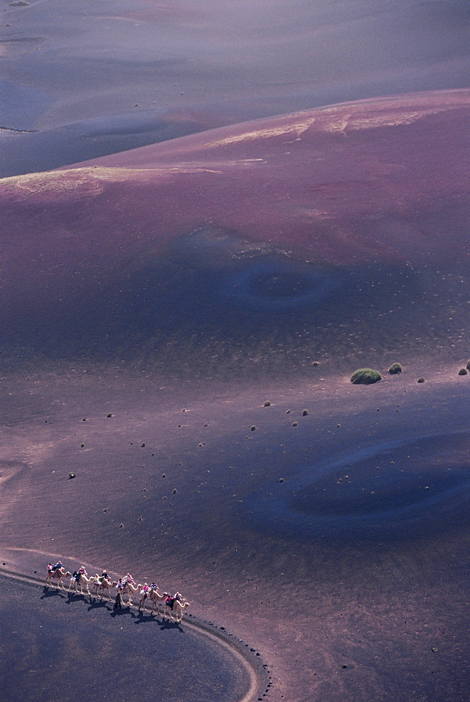 Aerial view of people riding camels in volcanic desert, Parque Nacional de Timanfaya, Lanzarote, Canary Islands, Spain, Atlantic, Europe