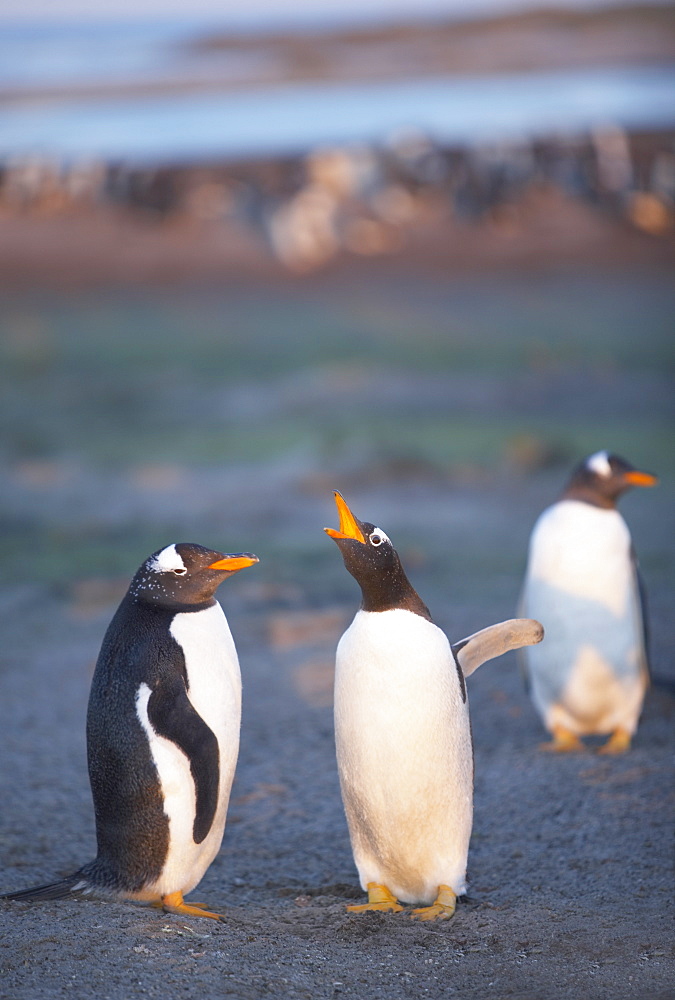 Gentoo penguins (Pygocelis papua papua) emitting sounds, Sea Lion Island, Falkland Islands, South Atlantic, South America