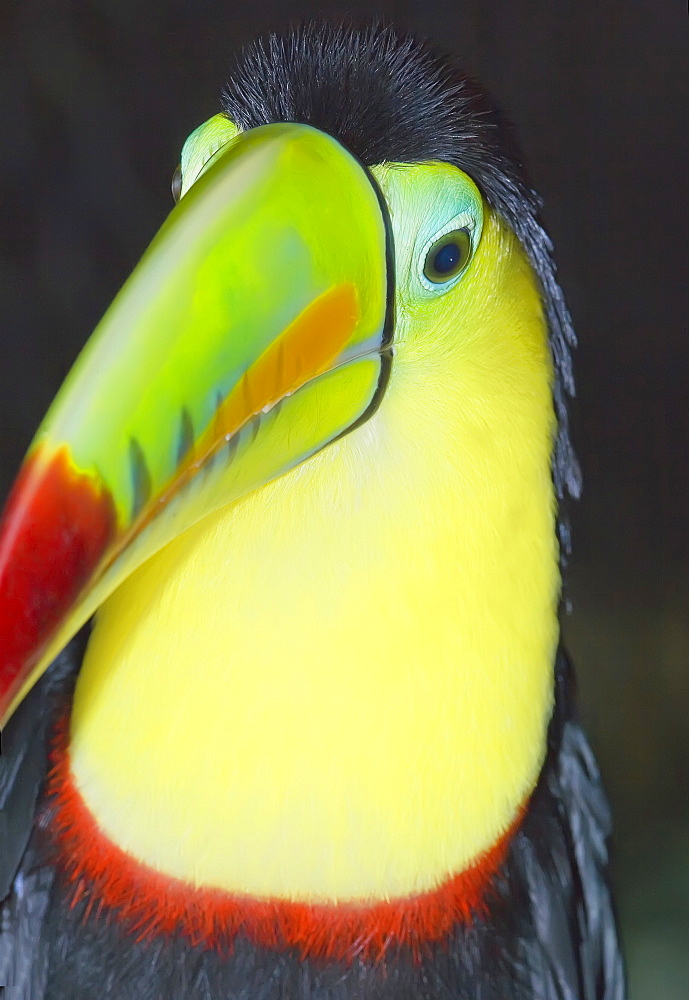 Keel-billed toucan (Ramphastos sulfuratus), Costa Rica, Central America