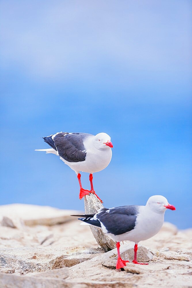 Dolphin Gull (Larus scoresbii) pair, Sea Lion Island, Falkland Islands, South America