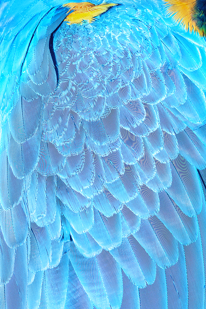Feathers of a blue and gold macaw (Ara ararauna), Costa Rica, Central America