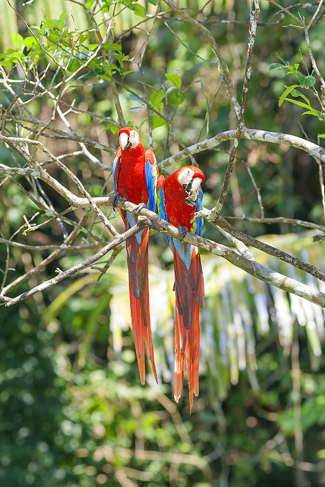 Scarlet Macaws (Ara macao) perching on a tree, Corcovado National Park, Osa Peninsula, Costa Rica