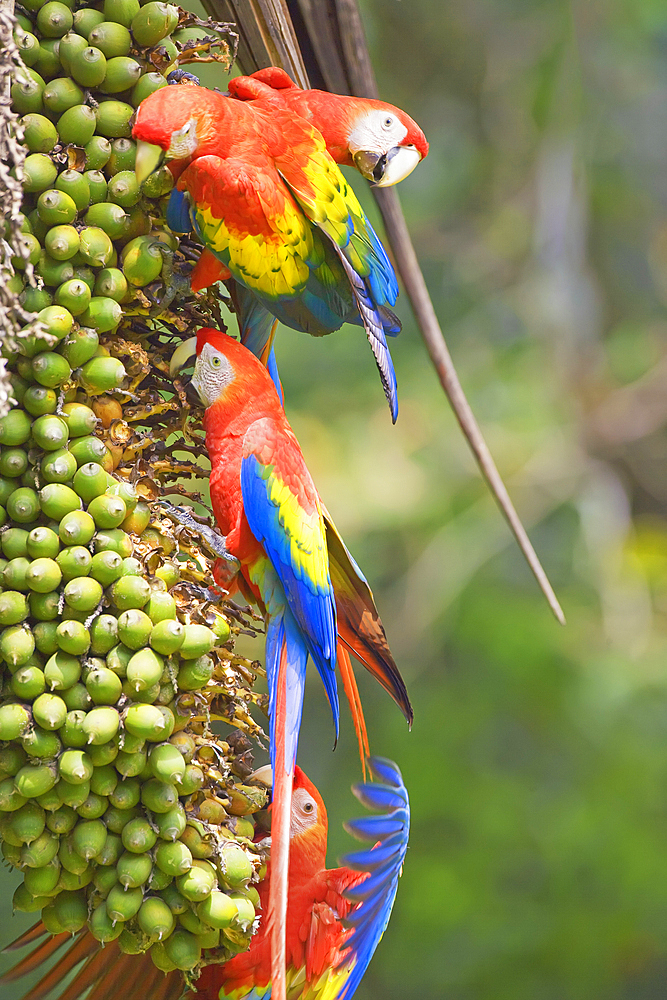 Scarlet Macaws (Ara macao) perching on a tree, Corcovado National Park, Osa Peninsula, Costa Rica