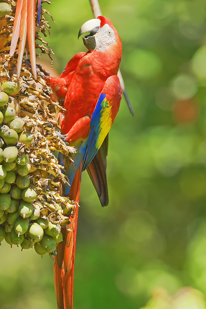 Scarlet Macaw (Ara macao) perching on a tree, Corcovado National Park, Osa Peninsula, Costa Rica
