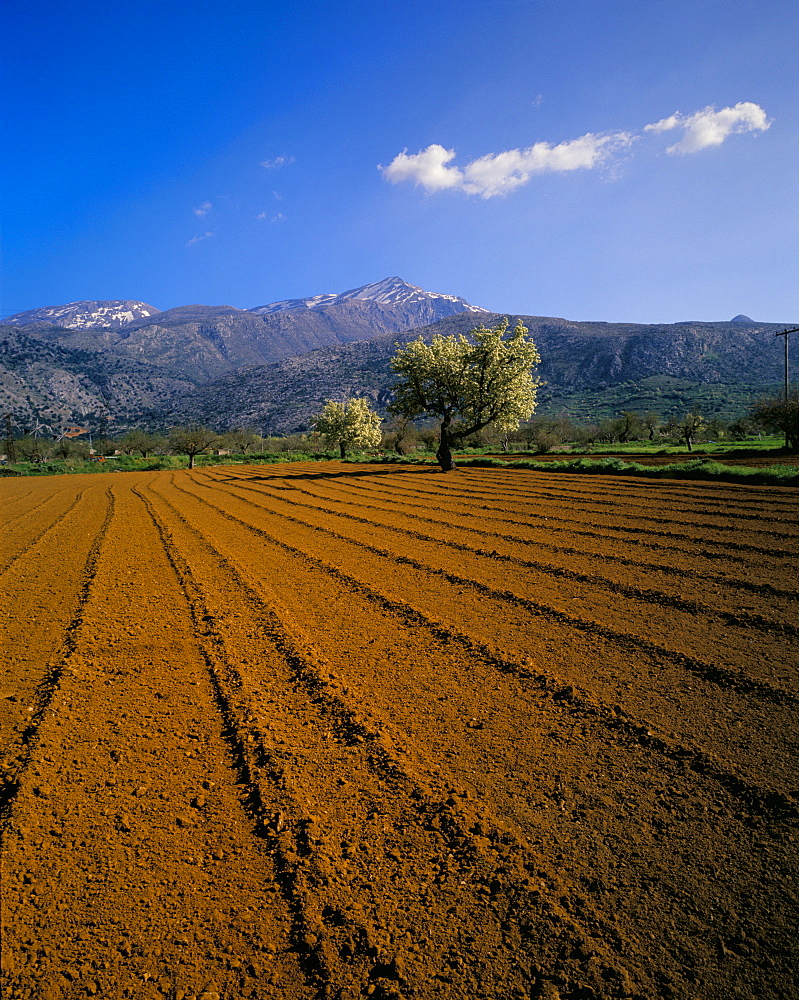 Ploughed field with trees and mountains, Lassithi Plateau, Crete, Greek Islands, Greece, Europe