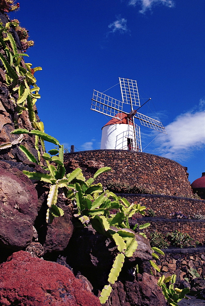 Cacti and windmill at Jardinn de los Cactus, Cesar Manrique's work of art, Lanzarote, Canary Islands, Spain, Atlantic, Europe