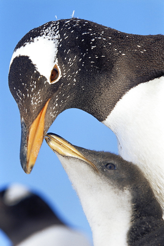 An adult gentoo penguin (Pygoscelis papua papua) looking at his chick, Sea Lion Island, Falkland Islands, South Atlantic, South America