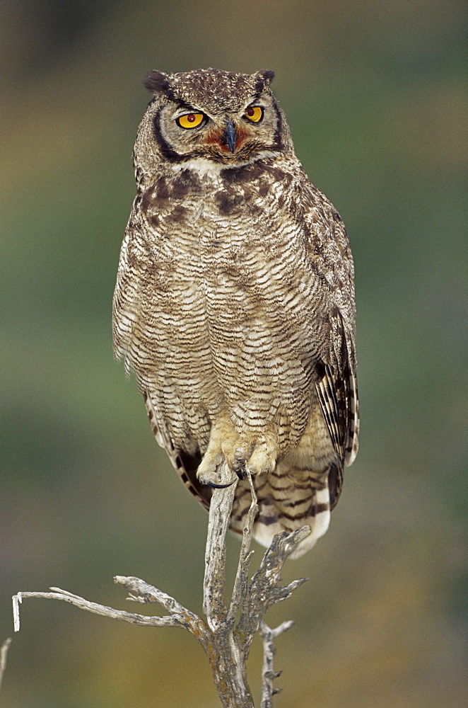 A Magellanic horned owl (Bubo magellanicus) sitting on a tree, Torres del Paine National Park, Patagonia, Chile, South America