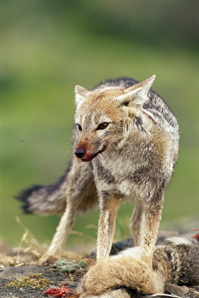 Patagonian grey fox (Dusicyon griseus griseus) defending his killed prey, Torres del Paine National Park, Patagonia, Chile, South America