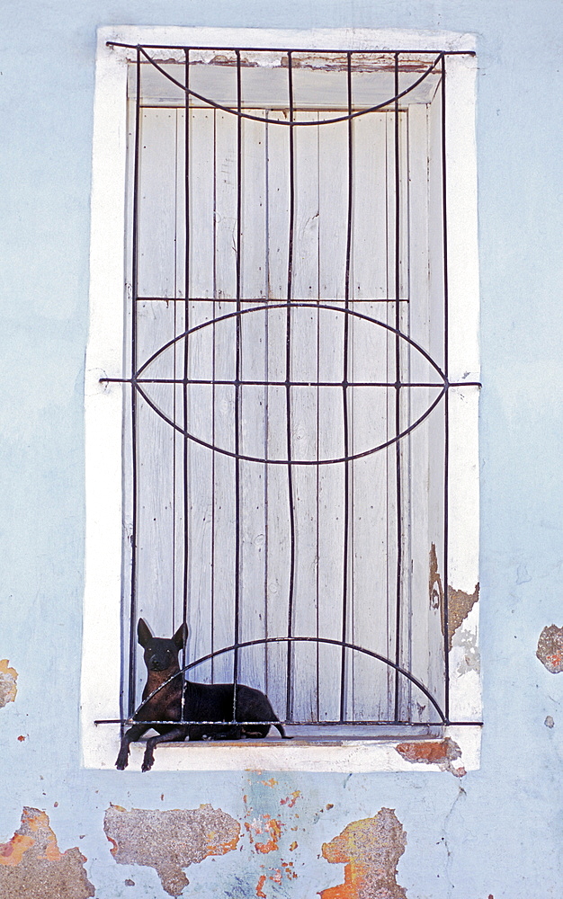 Small dog resting between shuttered windows and gratings, Sancti Spiritus, Cuba, West Indies, Central America