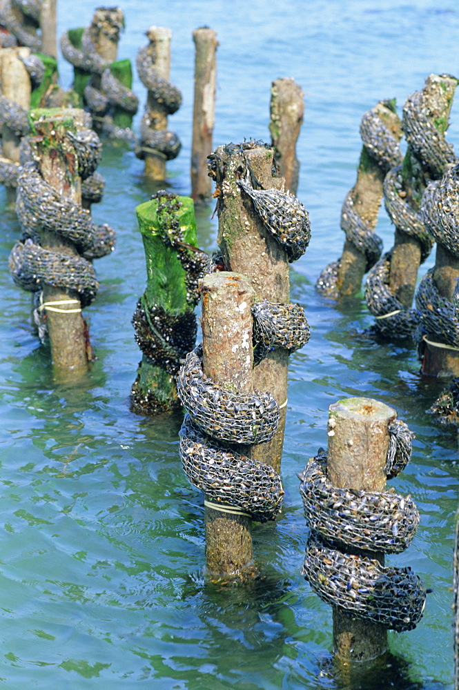 Mussel farming, south coast of the Ile de Noirmoutier, Island of Noirmoutier, Vendee, France