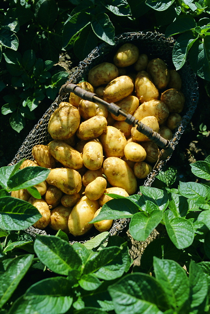 Potatoes in a wire basket, Saint Clement (St. Clement) Commune, Ile de Re, Charente Maritime, France, Europe