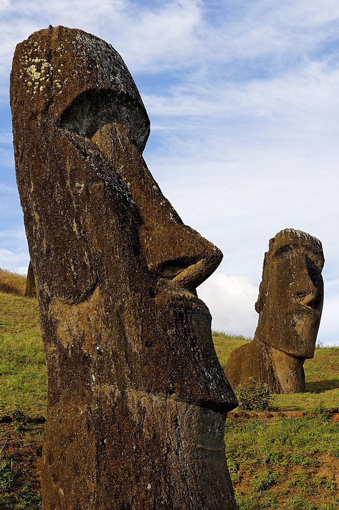 Moai in the Rano Raraku volcanic crater formed of consolidated ash (tuf), Easter Island, UNESCO World Heritage Site, Chile, South America