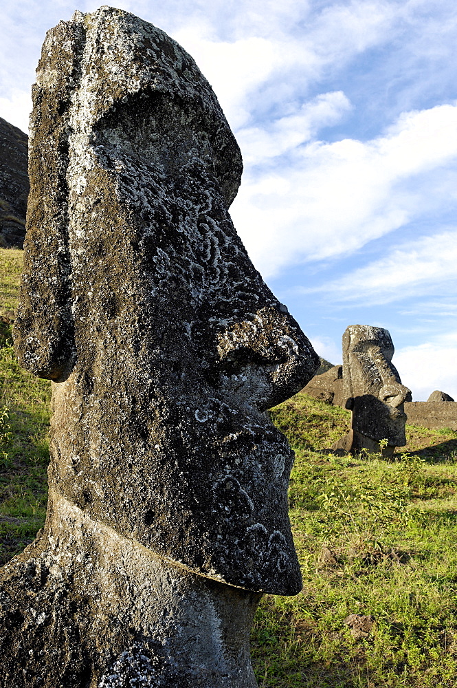 Moai in the Rano Raraku volcanic crater formed of consolidated ash (tuf), Easter Island, UNESCO World Heritage Site, Chile, South America