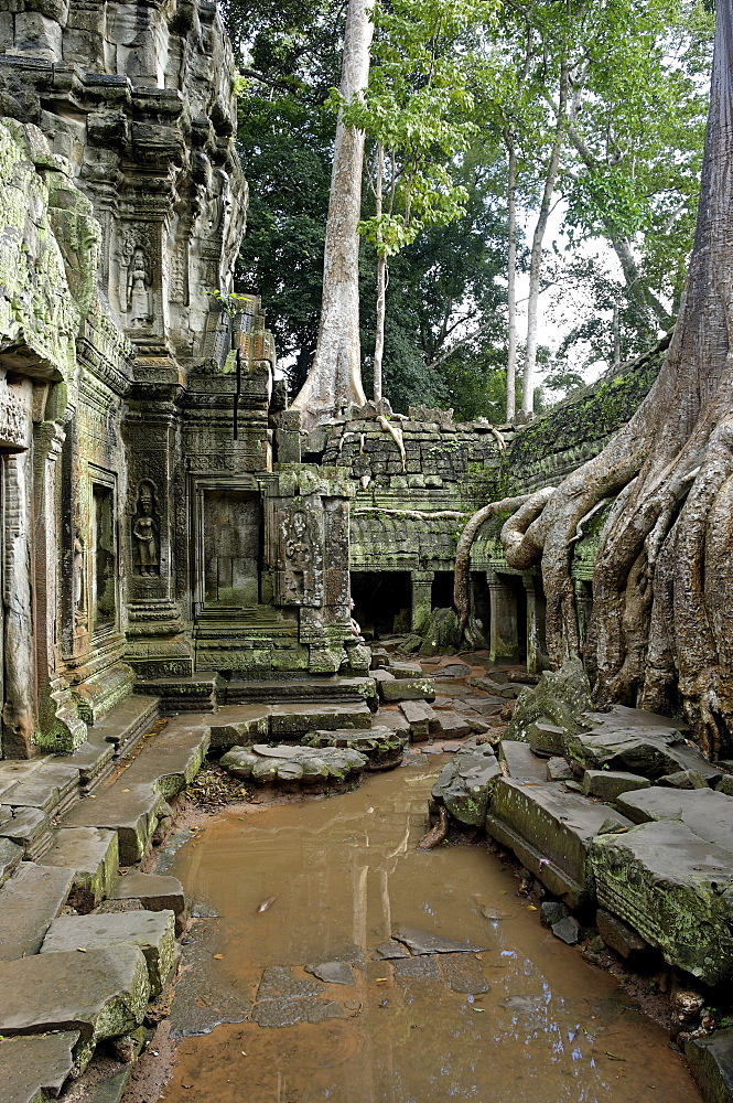 Ta Prohm temple dating from the mid 12th to early 13th centuries, Angkor, UNESCO World Heritage Site, Siem Reap, Cambodia, Indochina, Southeast Asia, Asia