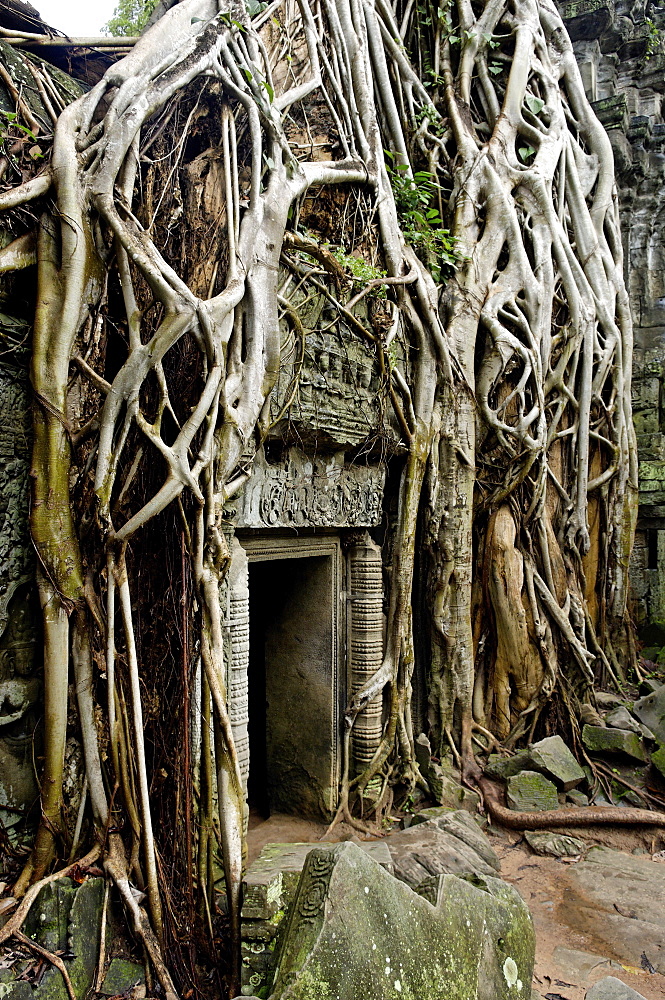 Ta Prohm temple dating from the mid 12th to early 13th centuries, Angkor, UNESCO World Heritage Site, Siem Reap, Cambodia, Indochina, Southeast Asia, Asia