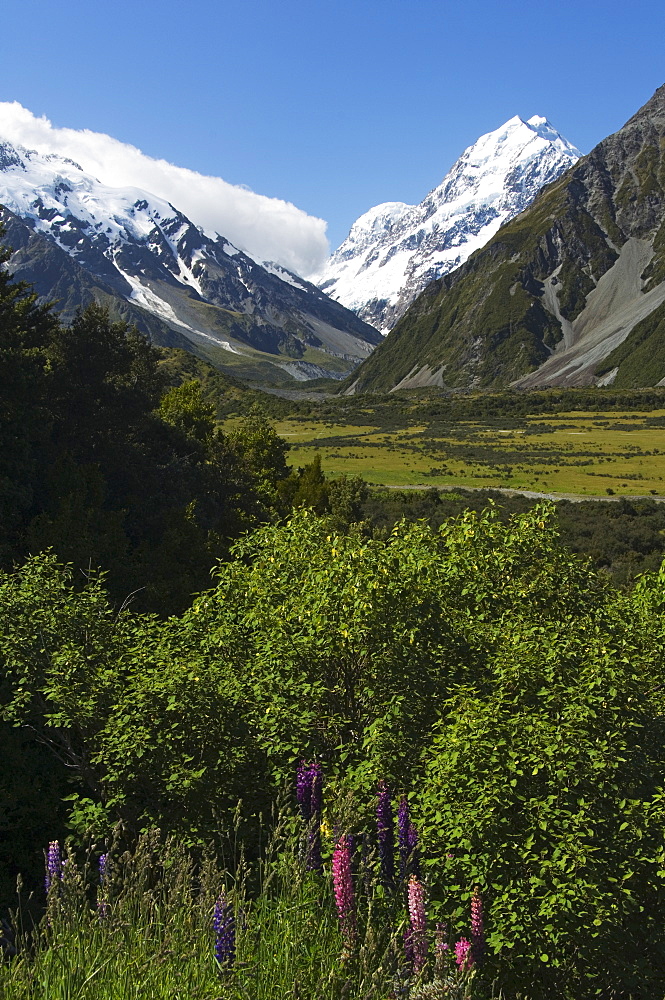 Lupins in flower below Aoraki (Mount Cook), 3755m, the highest peak in New Zealand, Te Wahipounamu UNESCO World Heritage Site, Aoraki (Mount Cook) National Park, Southern Alps, Mackenzie Country, South Island, New Zealand, Pacific