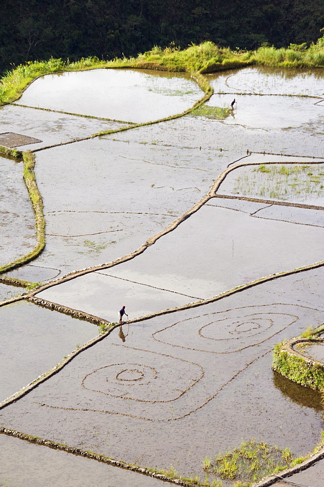 An elderly woman working in water filled rice terraces with fish traps, Tulgao Village near Tinglayan, The Cordillera Mountains, Kalinga Province, Luzon Island, Philippines, Southeast Asia, Asia 