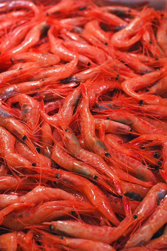 Shrimp at Tsukiji fish market, Tokyo, Honshu Island, Japan, Asia