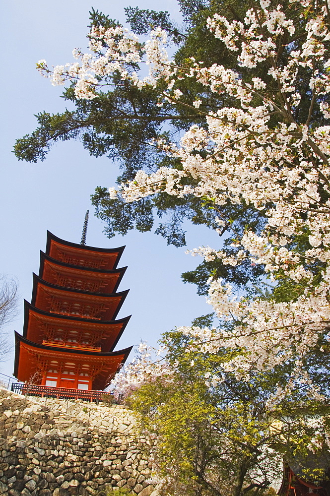 Spring cherry blossom at Senjokaku five storey pagoda, Miyajima island, UNESCO World Heritage Site, Honshu Island, Japan, Asia