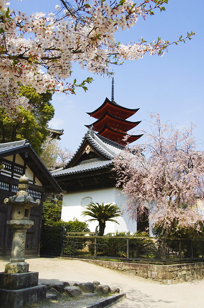 Spring cherry blossom at Senjokaku five storey pagoda, Miyajima island, UNESCO World Heritage Site, Honshu Island, Japan, Asia