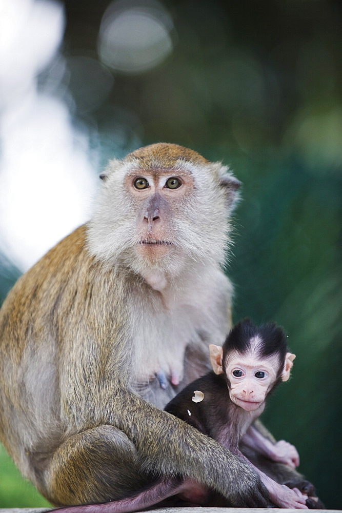 Macaque monkeys in Lake Gardens, Kuala Lumpur, Malaysia, Southeast Asia, Asia