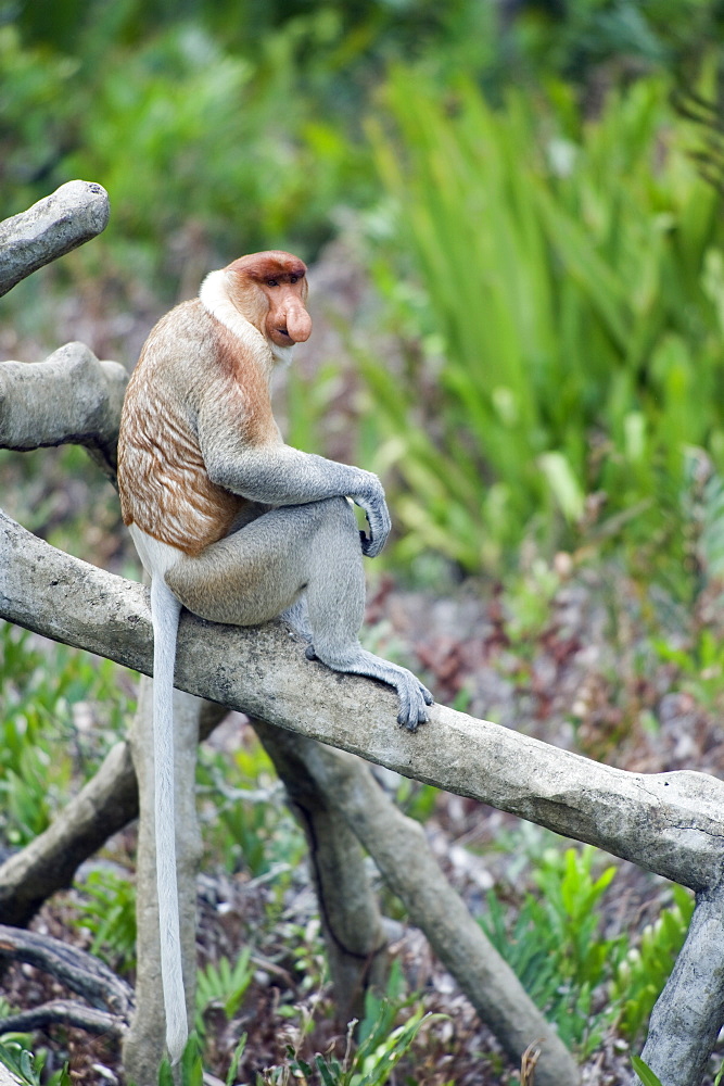 Proboscis monkey, Labuk Bay Proboscis Monkey Sanctuary, Sabah, Borneo, Malaysia, Southeast  Asia, Asia