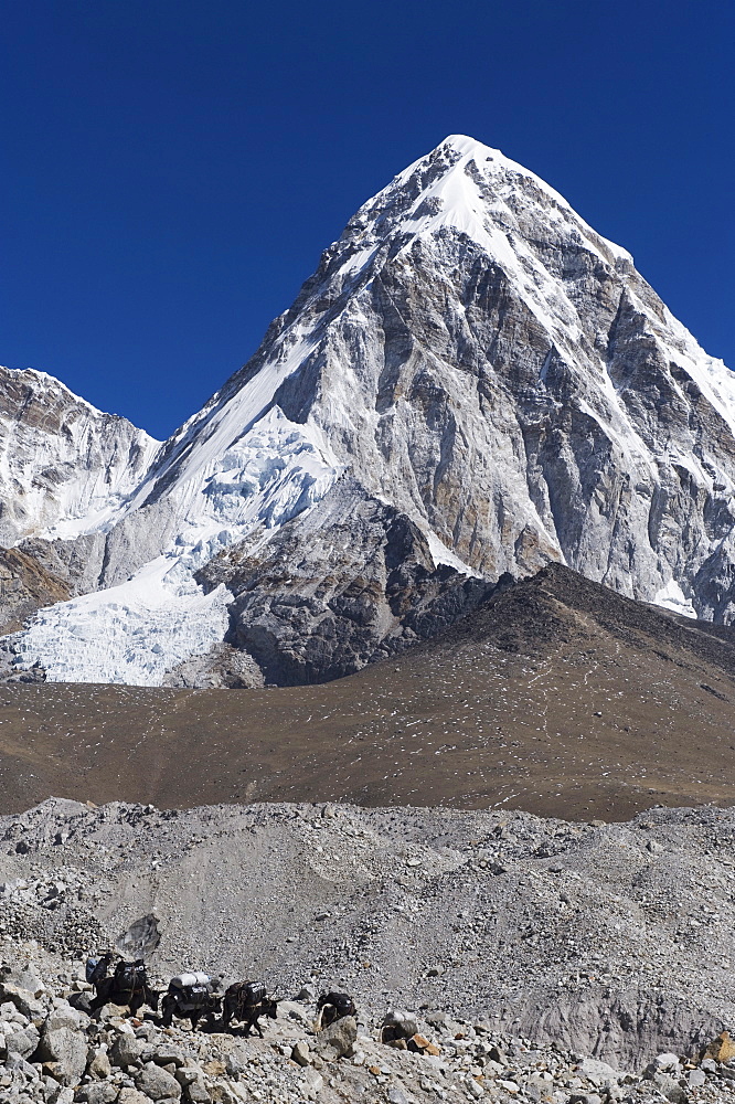 Yak on a trail below Kala Pattar and Pumori, 7165m, Solu Khumbu Everest Region, Sagarmatha National Park, Himalayas, Nepal, Asia