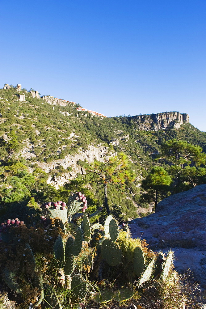 Cactus and canyon top hotel, Barranca del Cobre (Copper Canyon), Chihuahua state, Mexico, North America