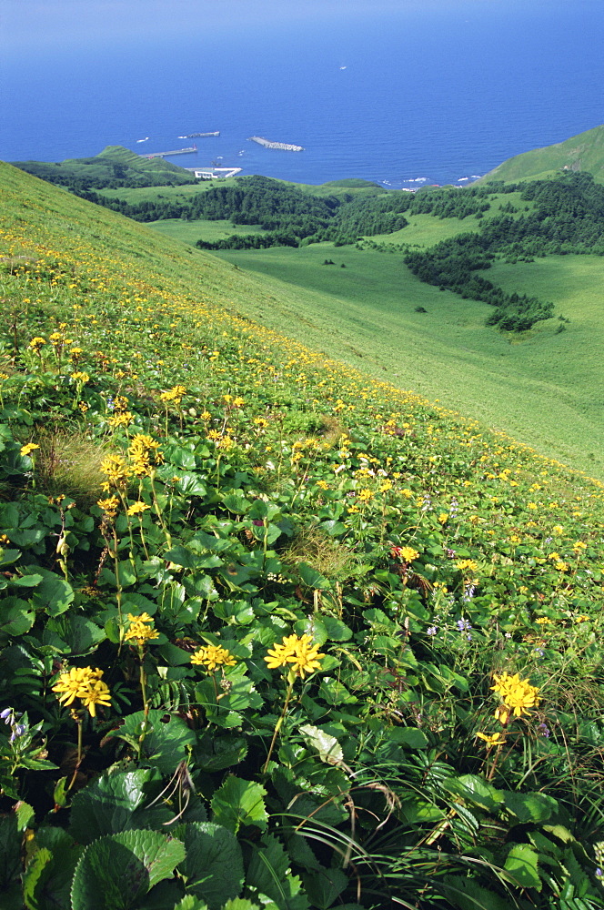 Rebun Island coastline and mountain flowers, Hokkaido, Japan