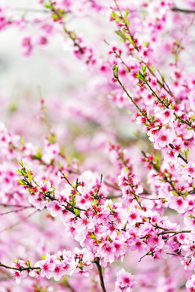 Spring cherry blossom festival, Jinhei, South Korea, Asia