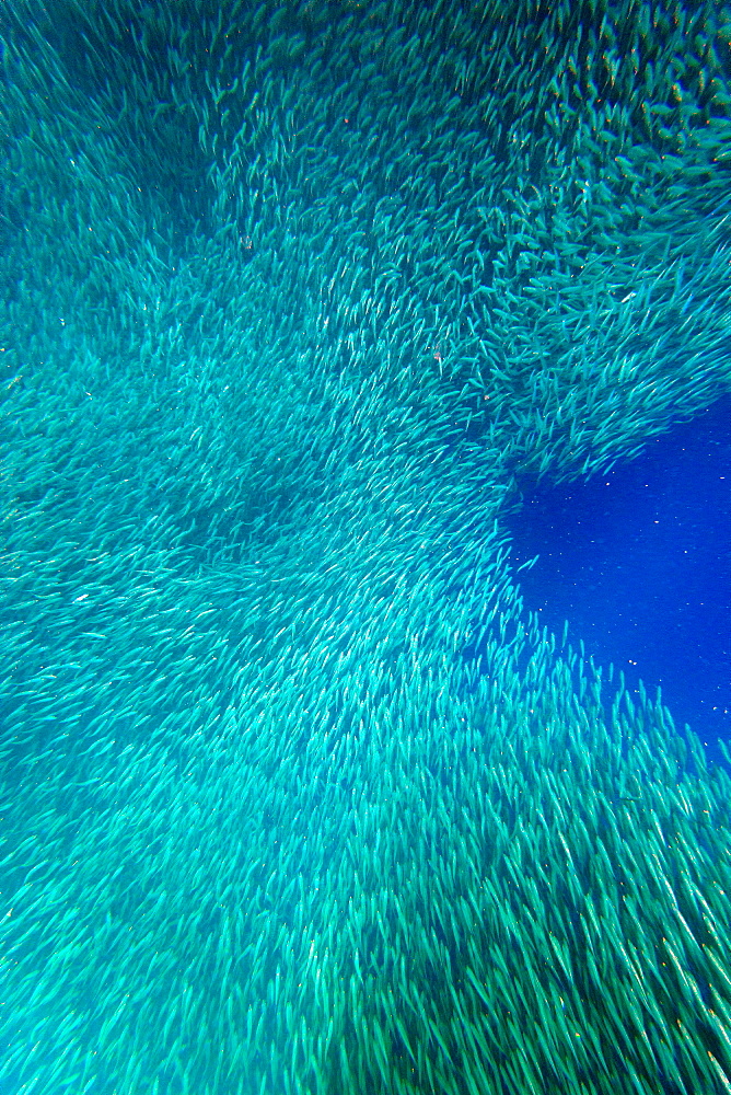 Shoal of sardines, Panagsama Beach, Moalboal, Cebu, The Visayas, Philippines, Southeast Asia, Asia